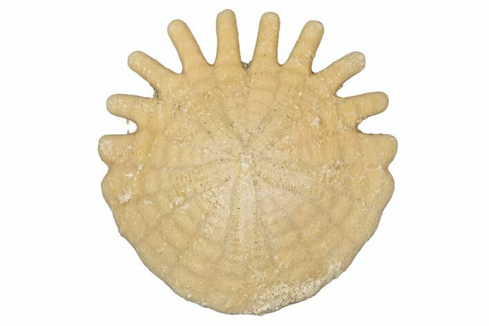 Fossil Sand Dollar (Heliophora) - Boujdour Province, Morocco #347900